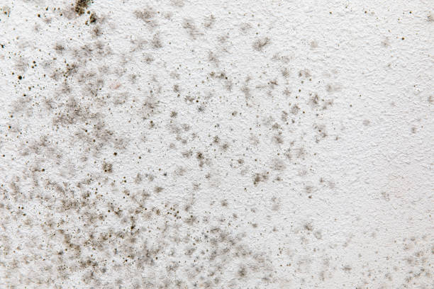 Reliable Warren Park, IN Mold Removal Solutions